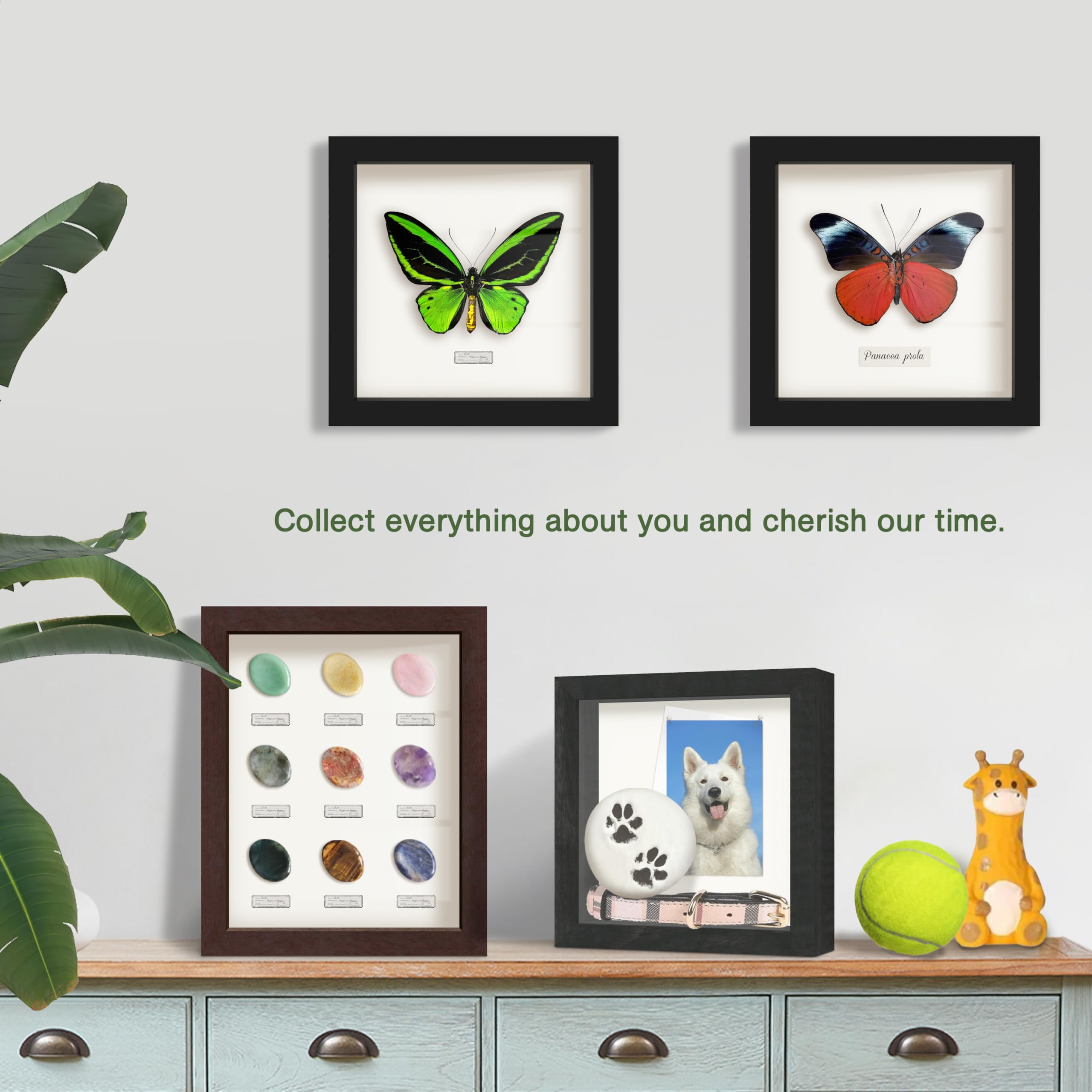 Amazon.co.jp: FrameWorks 8.5インチ x 11インチ ブラック木製シャドー